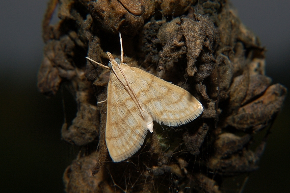Paracorsia repandalis - Crambidae